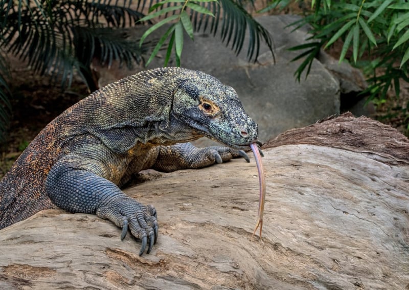 What Does It Mean to Dream of a Komodo Dragon Attacking?