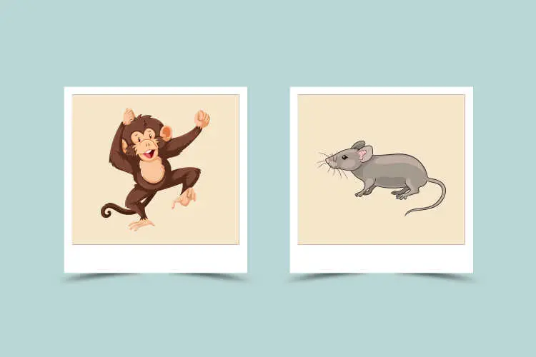 Rat and Monkey Compatibility: Will It Be a Happy Ever After?