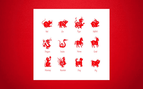 Explore the Dynamics of Ox and Rabbit Compatibility