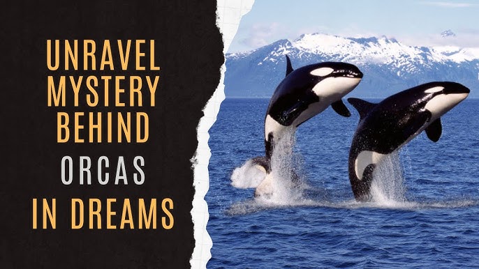 Decoding Your Dreams: What Does an Orca Dream Mean?